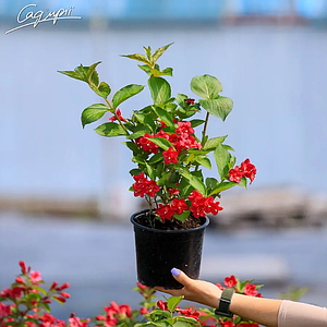 Вейгела 'Lucifer'. Контейнер 0,5л