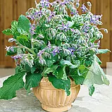 Бораго, 1 г, СЦ, фото 2