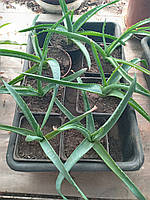 Алое вера (саджанці)