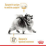 Royal Canin DOG Pomeranian Adult для дорослих собак породи Шпіц 1,5кг, фото 3
