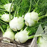 Фенхель Флоренція, 0,5 г, СЦ, фото 2