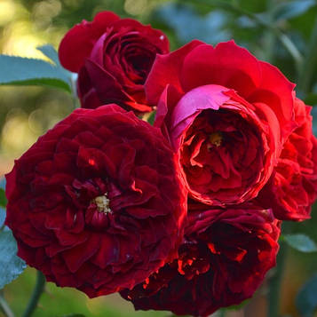 Аут оф Розенхайм ( Out of Rosenheim, KORmarkron, Siegfried)