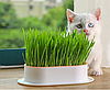 Набір для вирощування трави для котів у лотку багаторазовий (лоток + 5 упаковок насіння) Блакитний, фото 5
