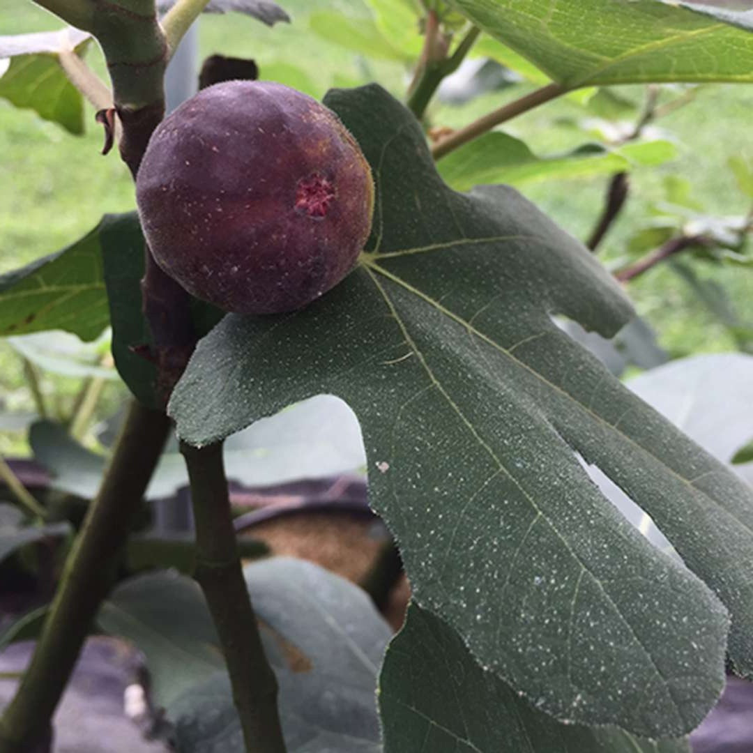 Саджанець інжиру Чикаго Харді/ Chicago Hardy fig, однорічний, в 2л. контейнері