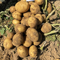 Насіннєва картопля Гала (Gala), 70-80 днів 2 репродукція, фото 5