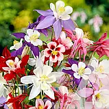 Аквілегія Бідермеєр суміш, 0,1 г, СЦ, фото 2