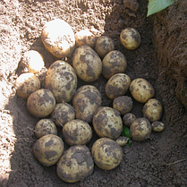 Насіннєва картопля Гала (Gala), 70-80 днів 2 репродукція, фото 4