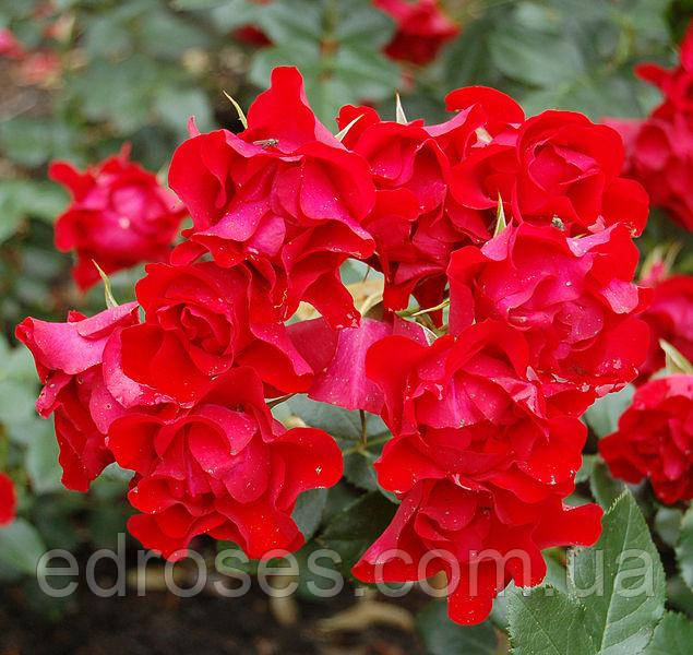 Блек Форест Роуз (Black Forest Rose, Korschwill)