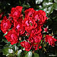 Блек Форест Роуз (Black Forest Rose, Korschwill), фото 4