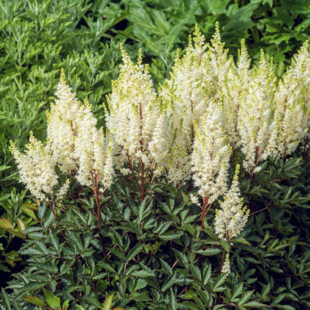 Астильба Whiteberry (горщик)