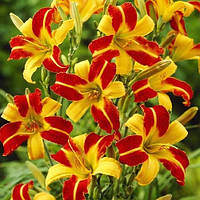 Лілейник Frans Hals