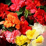 Бегонія Шансон суміш F1, 10 гран., СЦ, фото 2