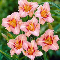 Лілейник Longfields Glory