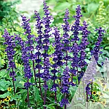 Сальвія Блу Беддер синя, 0,5 г, СЦ, фото 2