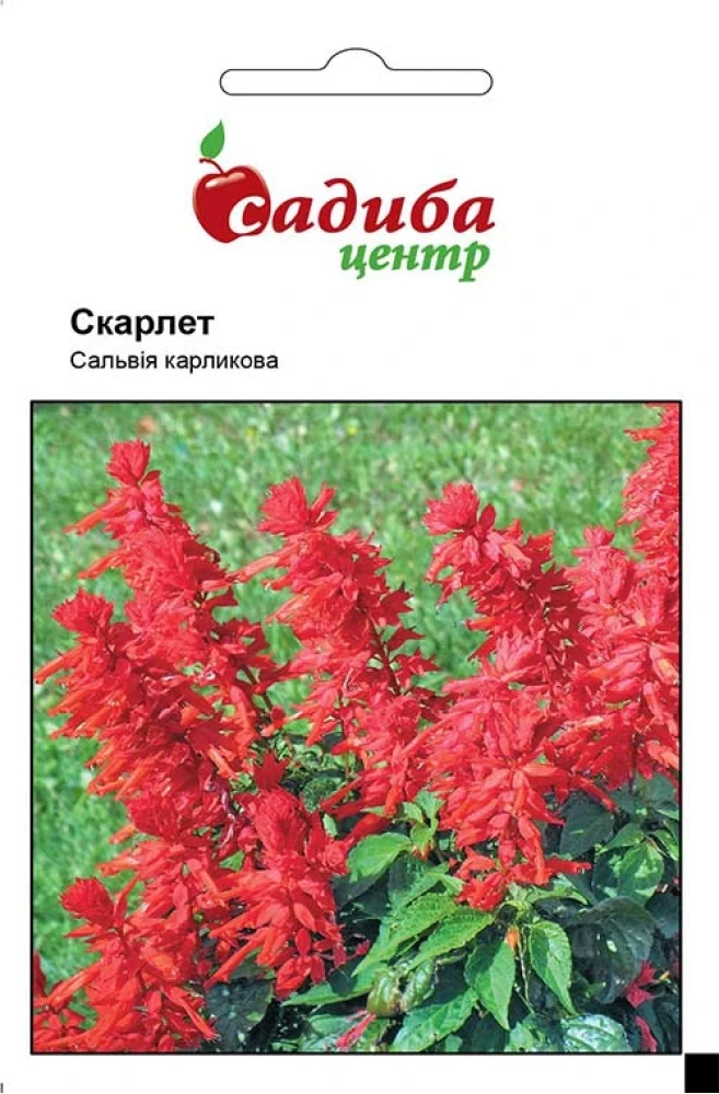 Сальвія Скарлет, 0,1 г, СЦ, фото 1