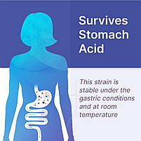 Microbiome Labs PyloGuard / Lactobacillus reuteri для здорового рівня хелікобактер пилорі 30 капсул BX534, фото 5