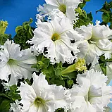 Петунія Крайковий завой F1, 10 гран., СЦ, фото 2