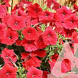 Петунія Лавина червона F1, 10 гран., СЦ, фото 2