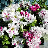 Петунія Поздрав із Яромнерже F1, 10 гран., СЦ, фото 2