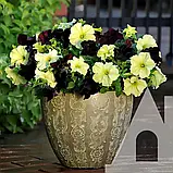 Петунія Софістика суміш Блекбері і Лайм грін F1, 5 гран., СЦ, фото 2