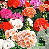 Пеларгонія зональна Апачі F1, суміш 5 шт. СЦ, фото 2