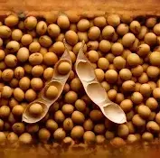 Насіння сої Кентукі, Еліта (під Раундап)