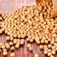 Насіння сої Аполло, Еліта (під Раундап), фото 1