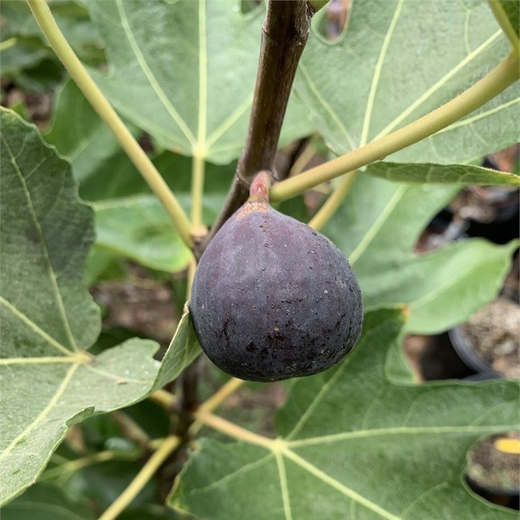 Саджанець інжиру Чорний Іскія/ Black Ischia fig, однорічний, в 2л. контейнері