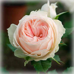 Троянда спрей Помпон Фловер Циркус (Pompon Flower Circus)