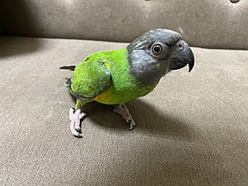 стульський папугуй