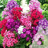 Флокс волотистий Холодне полум'я суміш, 0,1 г, СЦ, фото 3