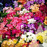 Флокс Друмонді Яскрава феєрія суміш, 0,2 г, СЦ, фото 2