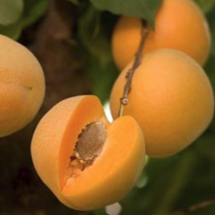 Сорт абрикоса "Кумир" (ультраранній десертний сорт), фото 1