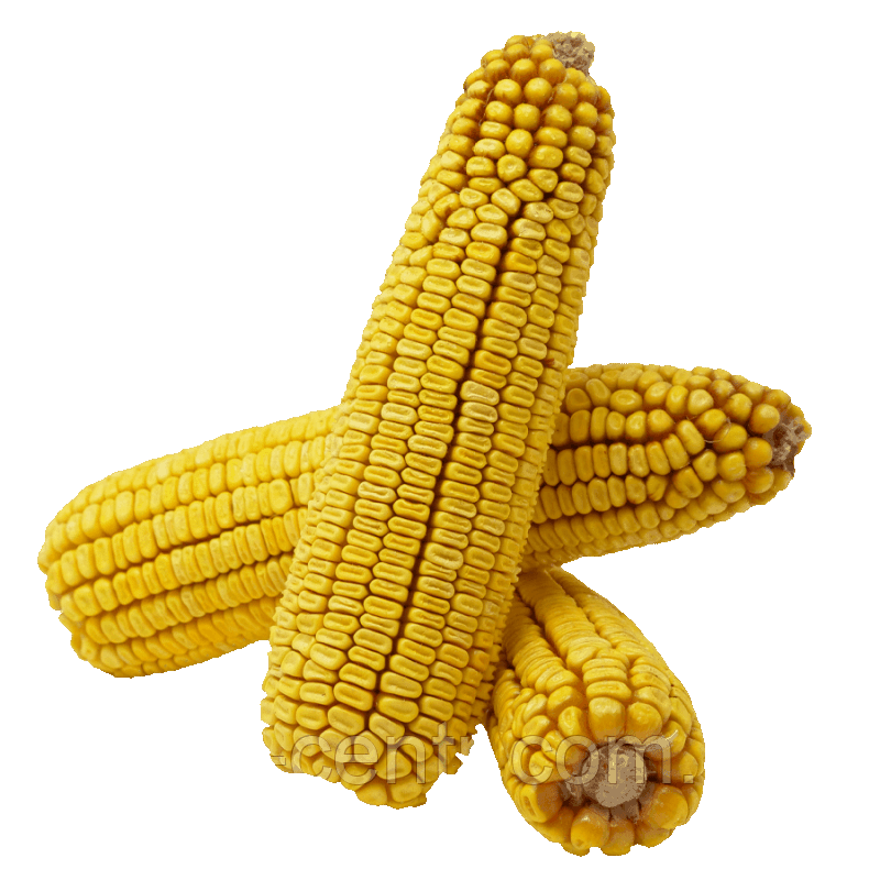 Насіння кукурудзи Елісон, ФАО 290 Франція