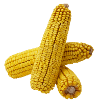 Насіння кукурудзи Елісон, ФАО 290 Франція