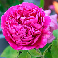 Троянда Англійська Поль Нейрон