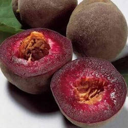 Новинка! Гібрид слива+абрикос "Медіна" (супер солодкий сорт)