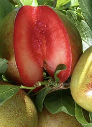 Новинка! Гібрид алича+абрикос "Черрікос" (з ароматом полуниці)