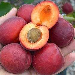 Гібрид слива+персик "Північне сяйво" (має приємний освіжаючий смак)