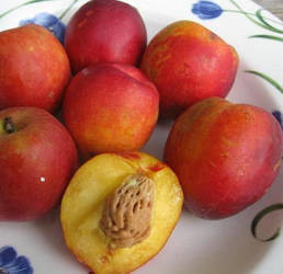 Новинка! Гібрид слива+абрикос "Альфа" (новий гібридний сорт, великі плоди)