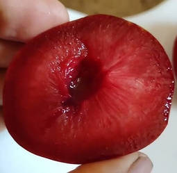 Новинка! Гібрид "Медовий" слива+абрикос (супер солодкий сорт)