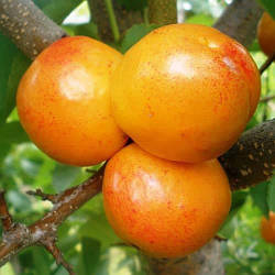 Новинка! Слива лимонно-жовта "Хюррем" (плоди дуже великі)