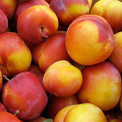 Новинка! Слива рожево-червона "Персикова" (м'якоть - ніжна, соковита)