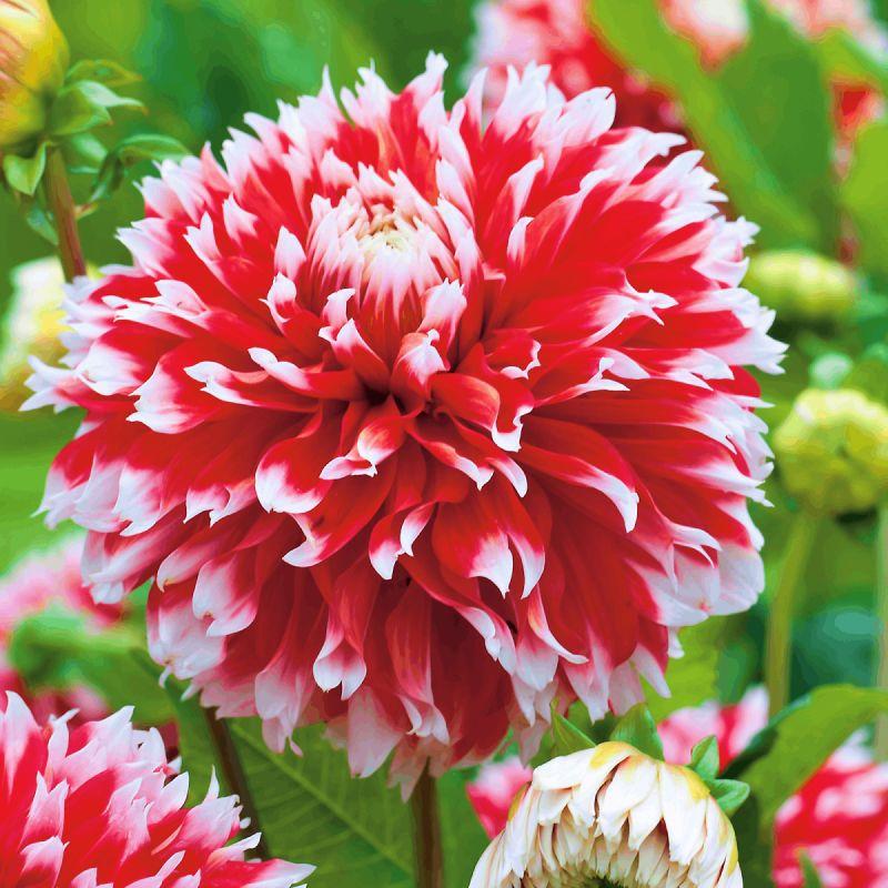 Жоржина бахромчаста Noël, фото 1