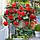 Бегонія Пендула червона (scarlet), фото 4