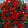 Бегонія Пендула червона (scarlet), фото 3
