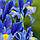 Ірис Голландський Blue Magic 8/+, фото 3
