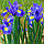 Ірис Голландський Blue Magic 8/+, фото 4