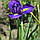 Ірис Голландський Discovery Purple 10/+, фото 3