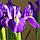 Ірис Голландський Purple Sensation 8/+, фото 3